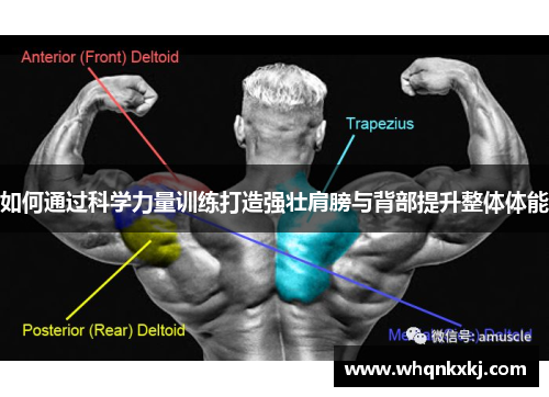 如何通过科学力量训练打造强壮肩膀与背部提升整体体能